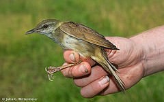 Locustella fasciolata