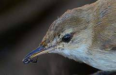 Bradypterus baboecala