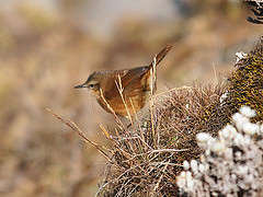 Bradypterus cinnamomeus