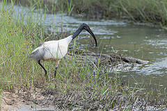 Threskiornis melanocephalus
