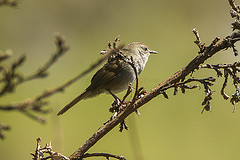 Bradypterus barratti