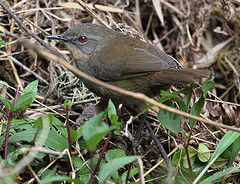 Elaphrornis palliseri