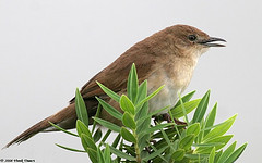 Schoenicola platyurus