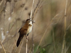 Schoenicola brevirostris