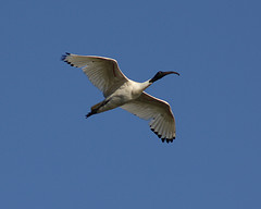Threskiornis moluccus