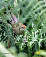 Megalurus timoriensis