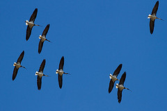 Threskiornis spinicollis