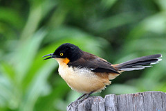 Donacobius atricapilla