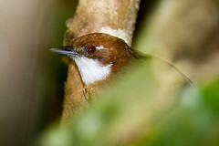 Oxylabes madagascariensis