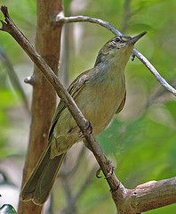 Bernieria madagascariensis