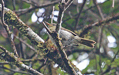 Cryptosylvicola randrianasoloi