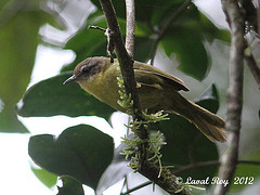 Hartertula flavoviridis