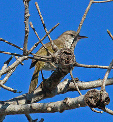 Thamnornis chloropetoides