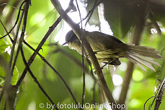 Xanthomixis zosterops