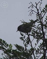 Randia pseudozosterops