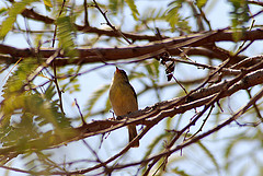 Neomixis striatigula