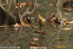 Cisticola erythrops