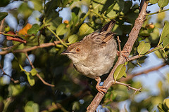 Cisticola cantans