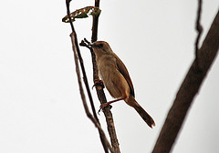 Cisticola lateralis