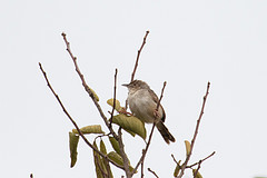 Cisticola woosnami