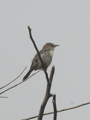 Cisticola anonymus