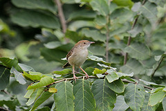 Cisticola bulliens