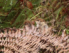 Cisticola chubbi