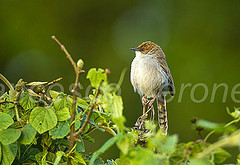 Cisticola hunteri