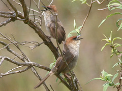 Cisticola nigriloris