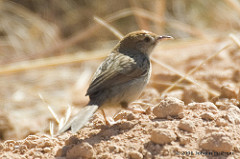 Cisticola aberrans