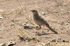 Cisticola chiniana
