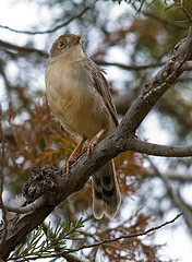 Cisticola bodessa