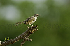 Cisticola njombe
