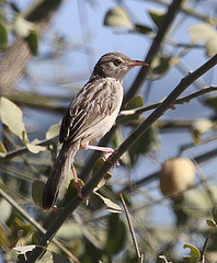 Cisticola cinereolus