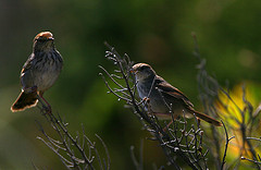 Cisticola subruficapilla