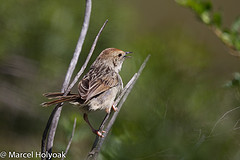 Cisticola lais