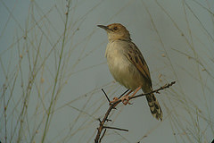 Cisticola galactotes