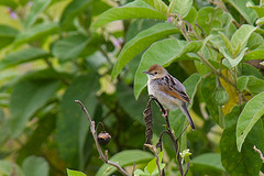 Cisticola marginatus