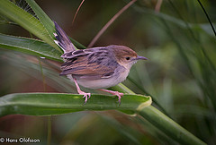 Cisticola carruthersi