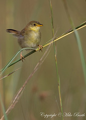 Cisticola robustus