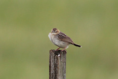Cisticola aberdare
