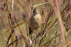Cisticola natalensis