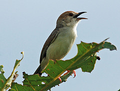 Cisticola guinea