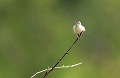 Cisticola brachypterus
