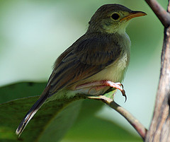 Cisticola rufus