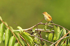 Cisticola troglodytes