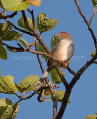 Cisticola angusticauda