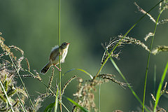 Cisticola juncidis