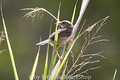 Cisticola cherina