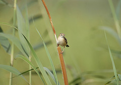 Cisticola aridulus